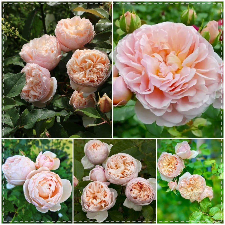 Belle Romantica róża wielkokwiatowa